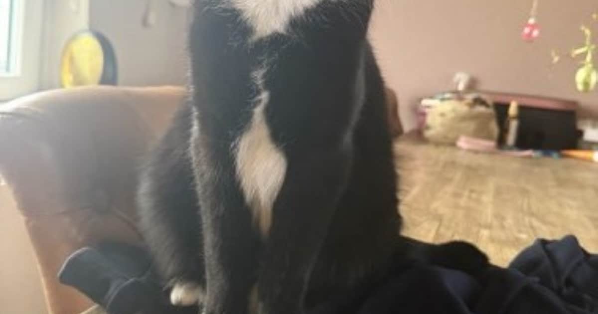 Heb jij Jessy, Dotje of Lina gezien? Deze drie huisdieren worden in Waterland vermist
