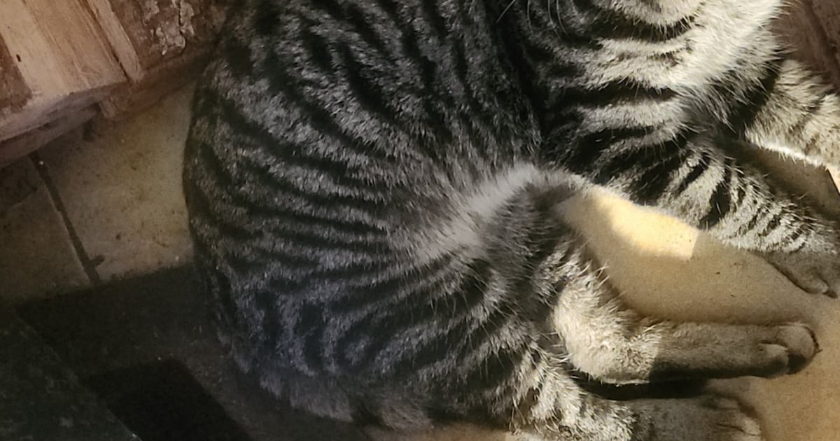 Heb jij Maui gezien? Dit huisdier wordt in Ridderkerk vermist