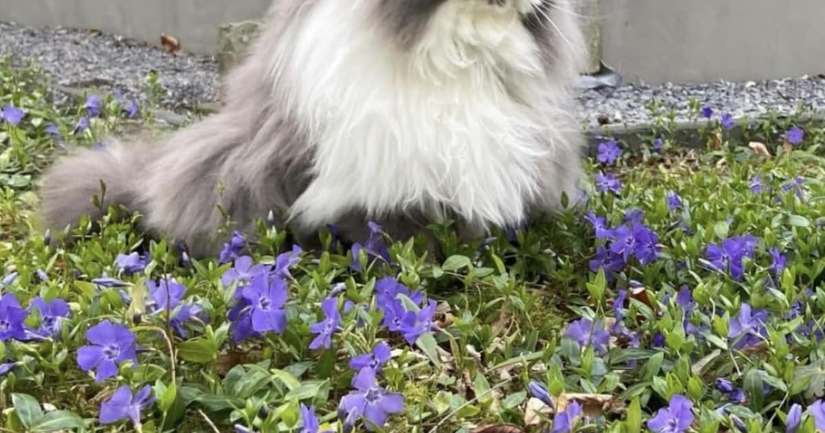 Heb jij Wolf of Daisy gezien? Deze twee huisdieren worden in Bergeijk vermist