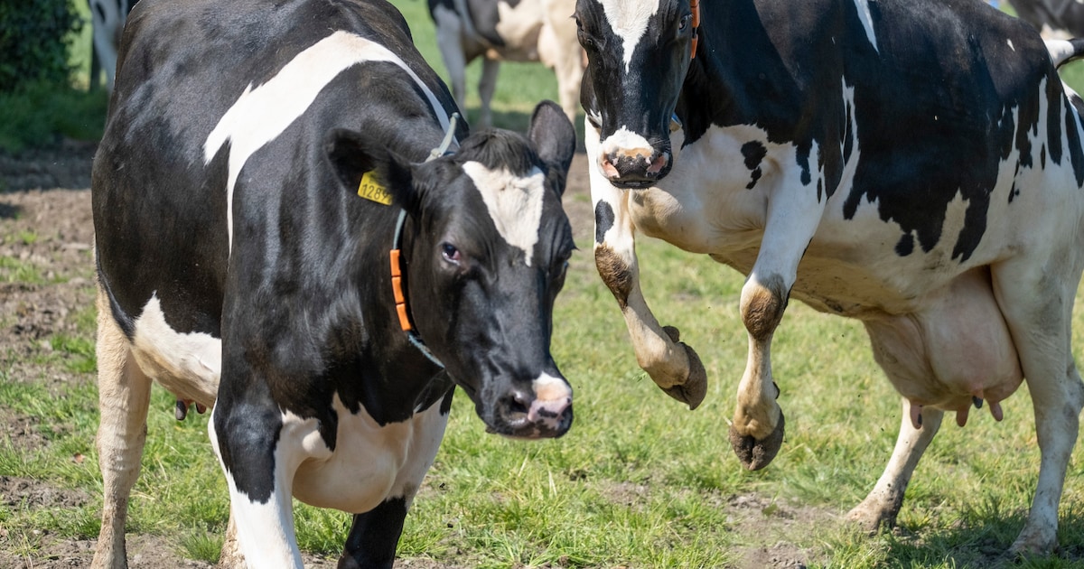 'Koeiendans' bij boerderij Schellach in Middelburg op 9 mei
