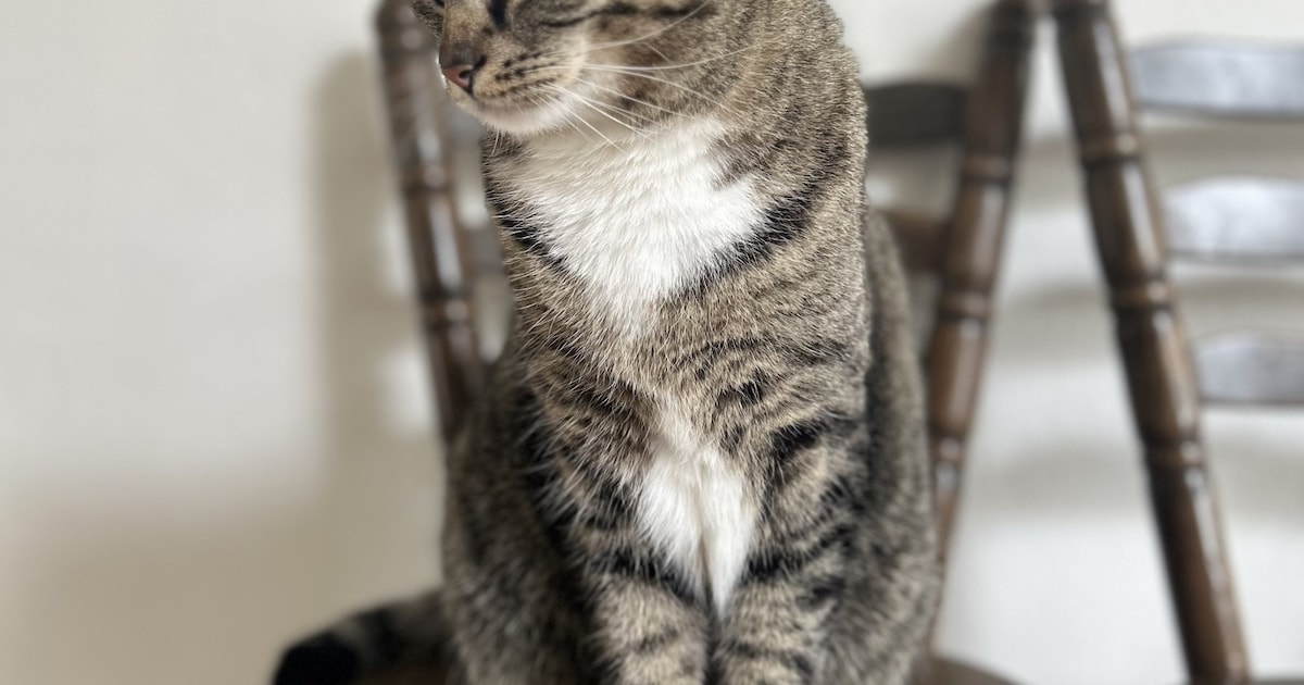 Heb jij Lulu gezien? Dit huisdier wordt in Wageningen vermist