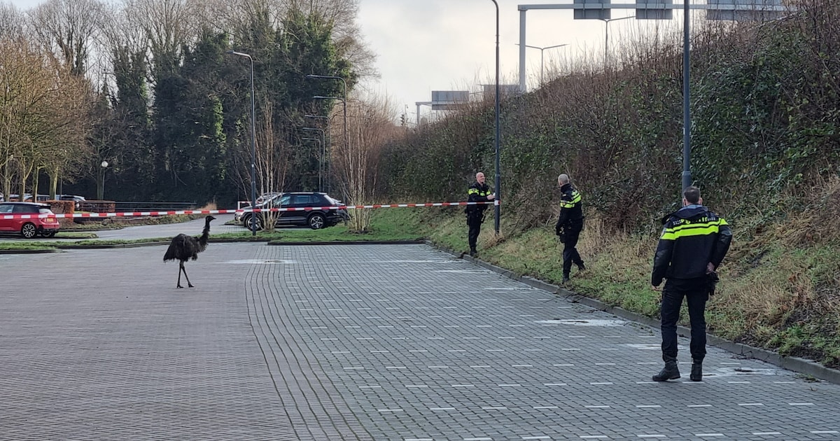 Loslopende struisvogel ontsnapt in Prinsenbeek, politieagenten druk in de weer met vangen | Breda