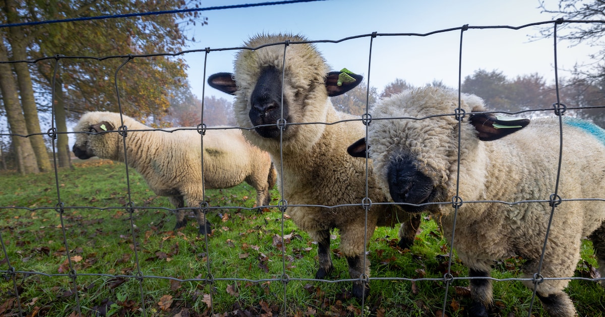 Wolf liet dieren in Amersfoort vorig jaar met rust, enige aanval was in 2024