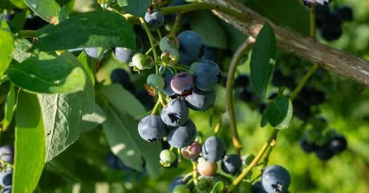 Provincie Limburg verwijdert trosbosbes uit Putbos bij America