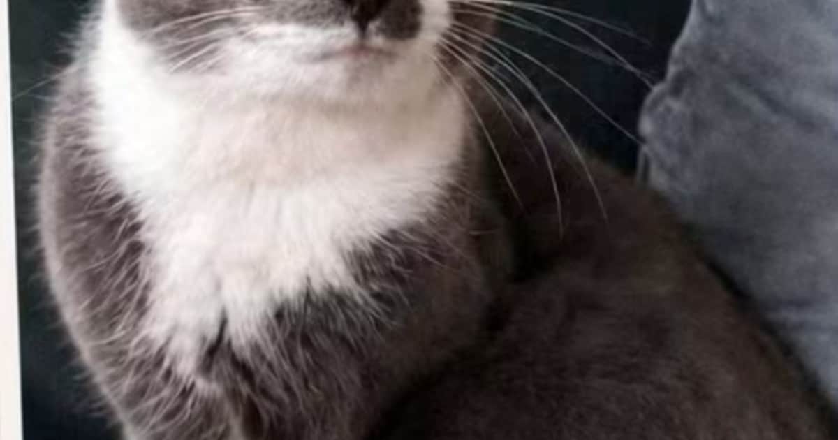 Heb jij Loekie gezien? Dit huisdier wordt in Heemstede vermist
