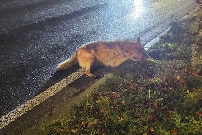 Let op: juist nu is de kans op een aanrijding met een wolf het grootst