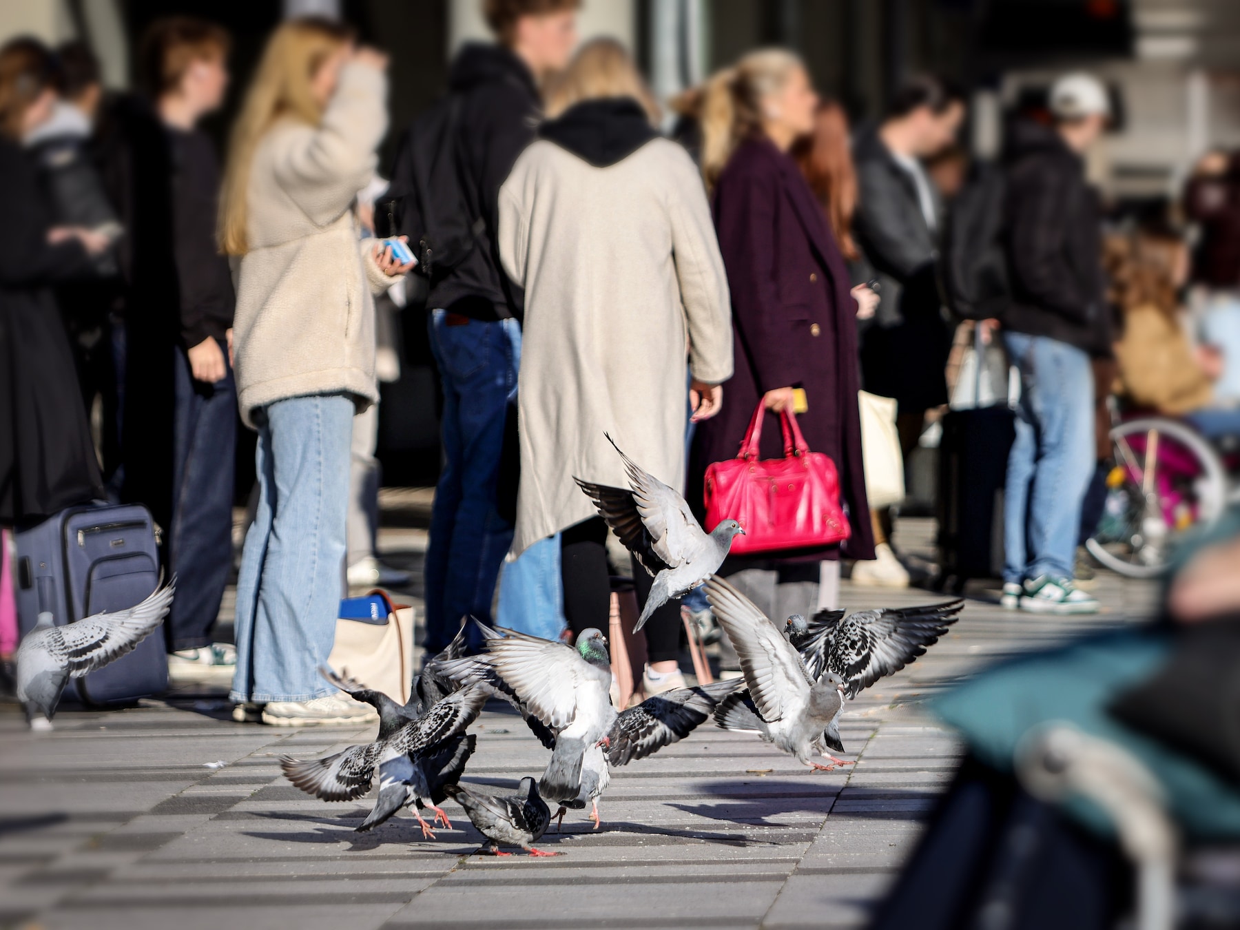 Torenhoge boete voor het voeren van duiven maakt de tongen los: ‘100 euro snap ik nog, maar dit...’ 