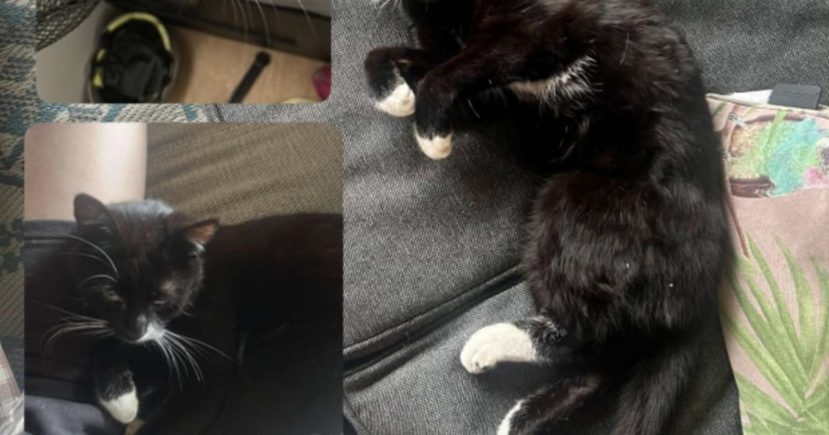 Heb jij Noortje of Joep gezien? Deze twee huisdieren worden in Steenwijkerland vermist