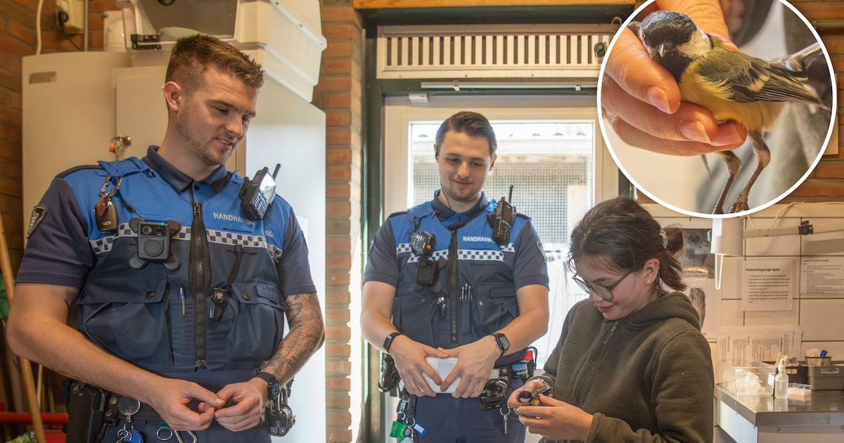 Gewond koolmeesje gered door boa’s nadat auto tegen bomen knalt: ‘Vogel moet kans krijgen om bij te 