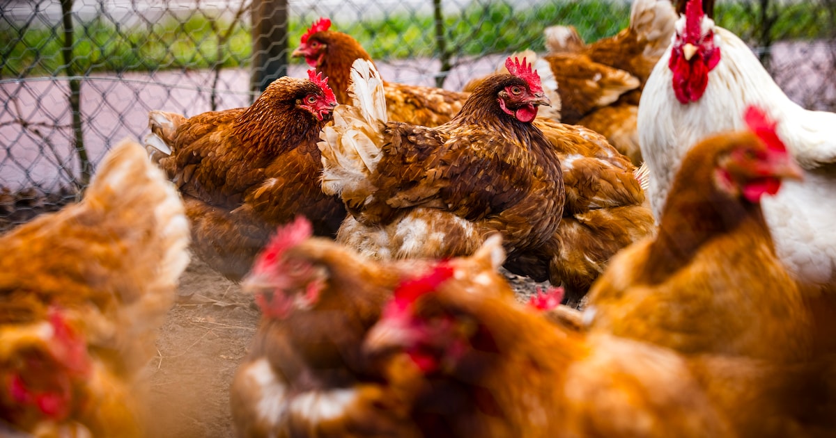 Vervoersverbod pluimvee in Wageningen door vogelgriep