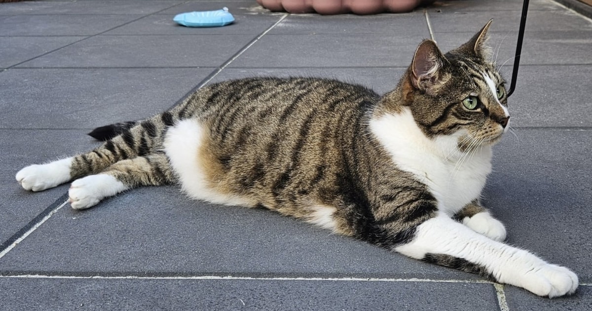 Heb jij Fin gezien? Dit huisdier wordt in Midden-Groningen vermist
