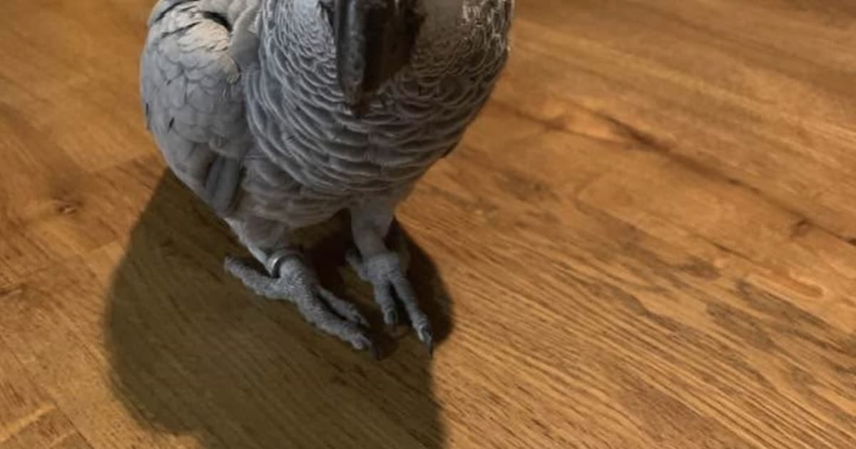 Heb jij Sjefke gezien? Dit huisdier wordt in Ooststellingwerf vermist