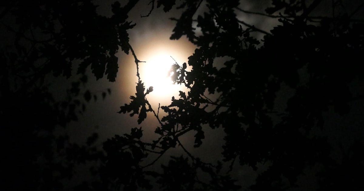 Vollemaanwandeling voert door Schoorlse Duinen