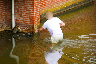 Man springt water in om kat te redden in Apeldoorn