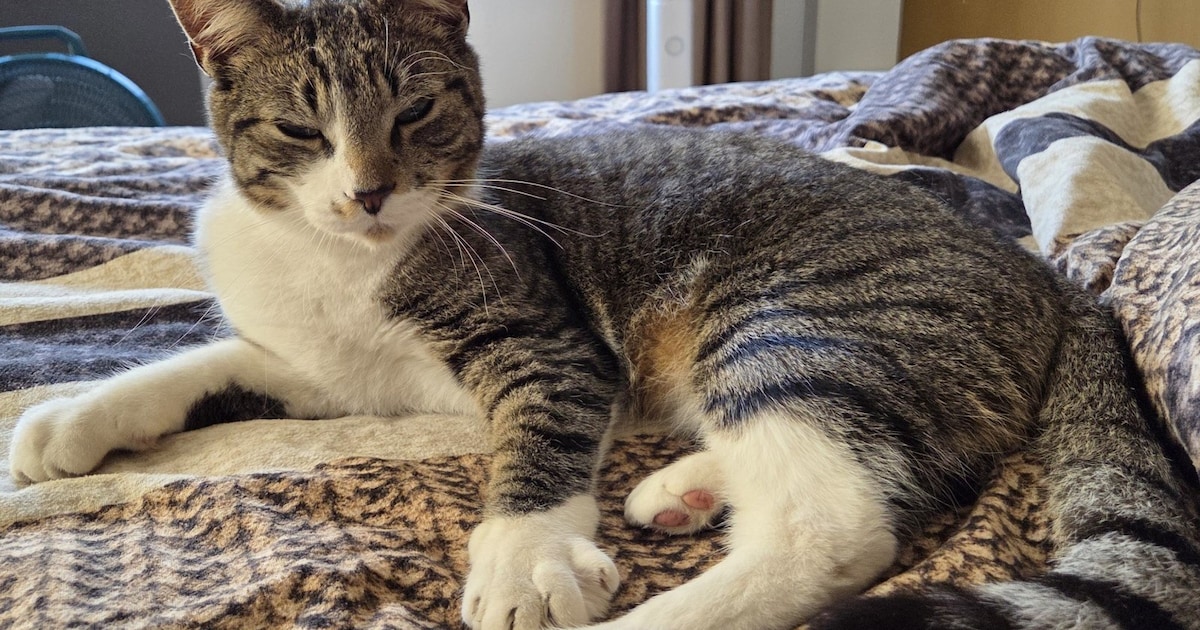 Heb jij Spot of Sophie gezien? Deze twee huisdieren worden in Opmeer vermist