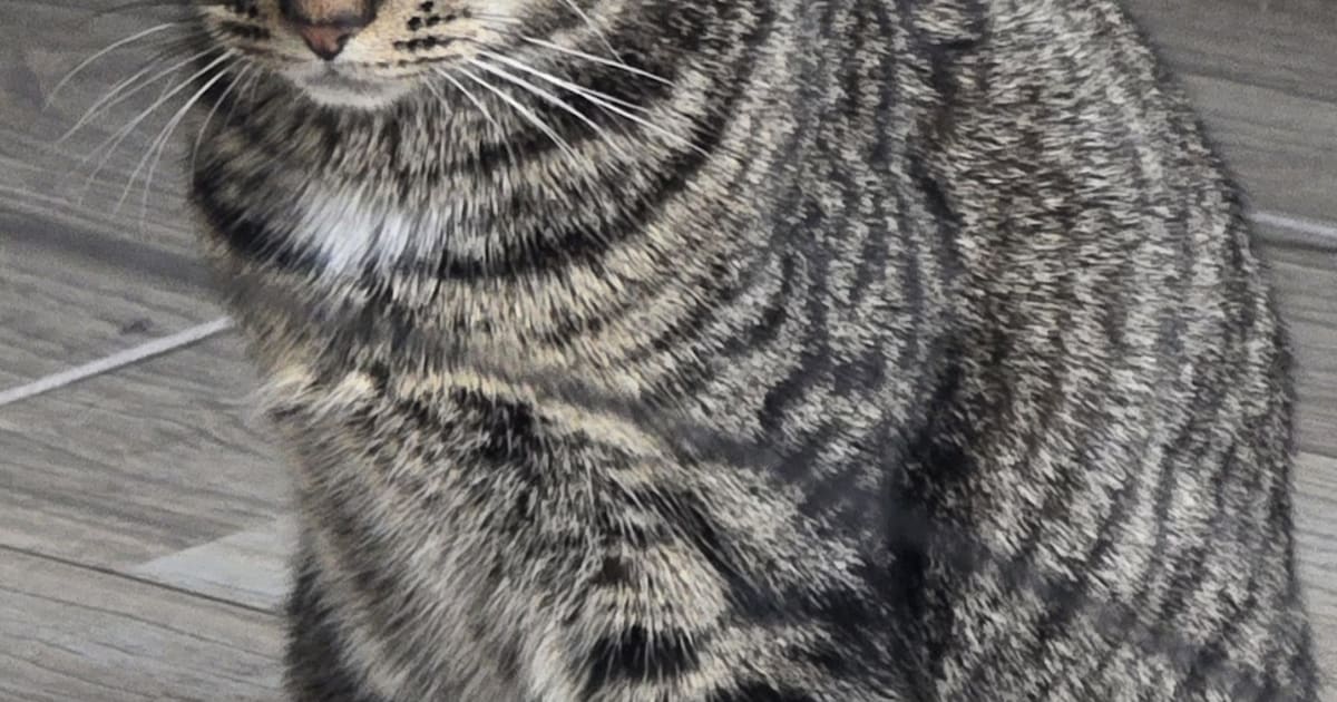 Heb jij Maki gezien? Dit huisdier wordt in Albrandswaard vermist