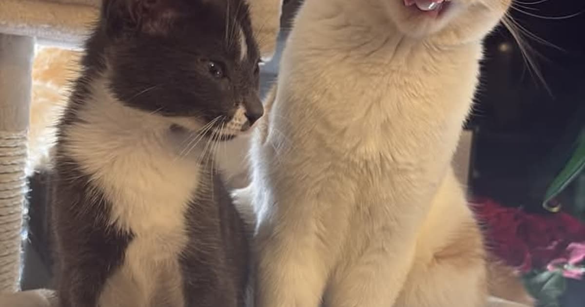 Heb jij Neo gezien? Dit huisdier wordt in Veenendaal vermist