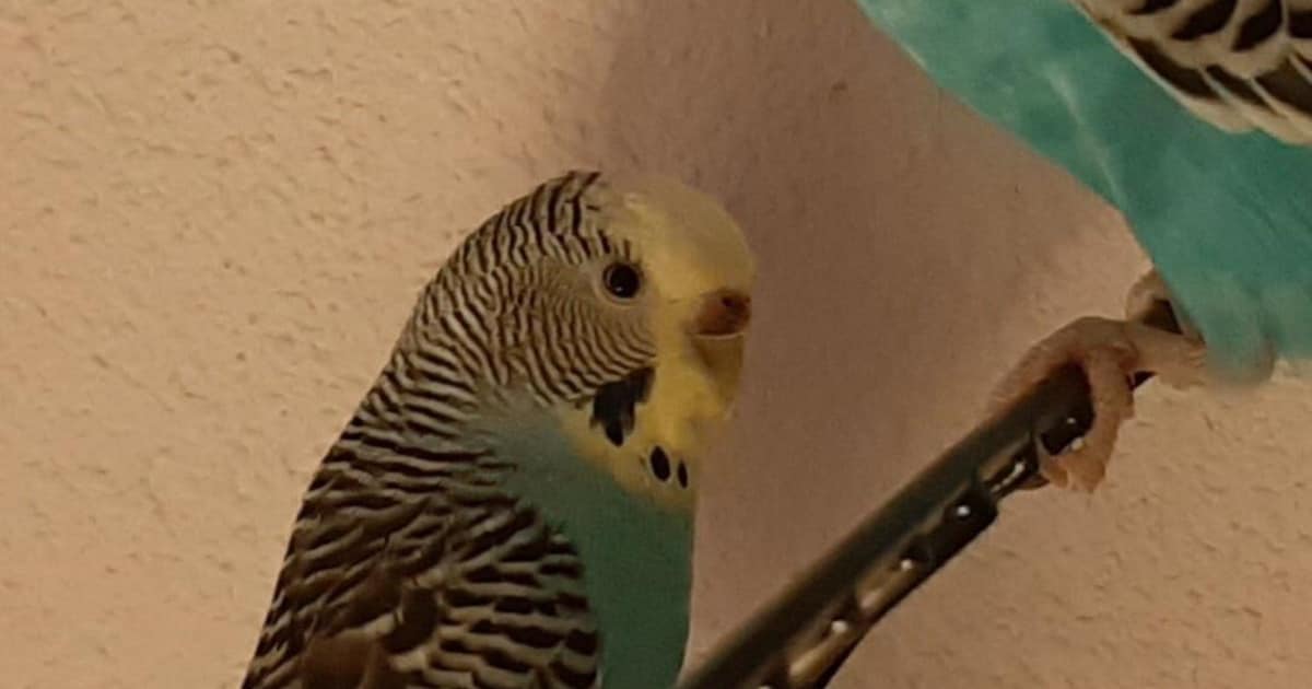 Heb jij Coco gezien? Dit huisdier wordt in Krimpen aan den IJssel vermist