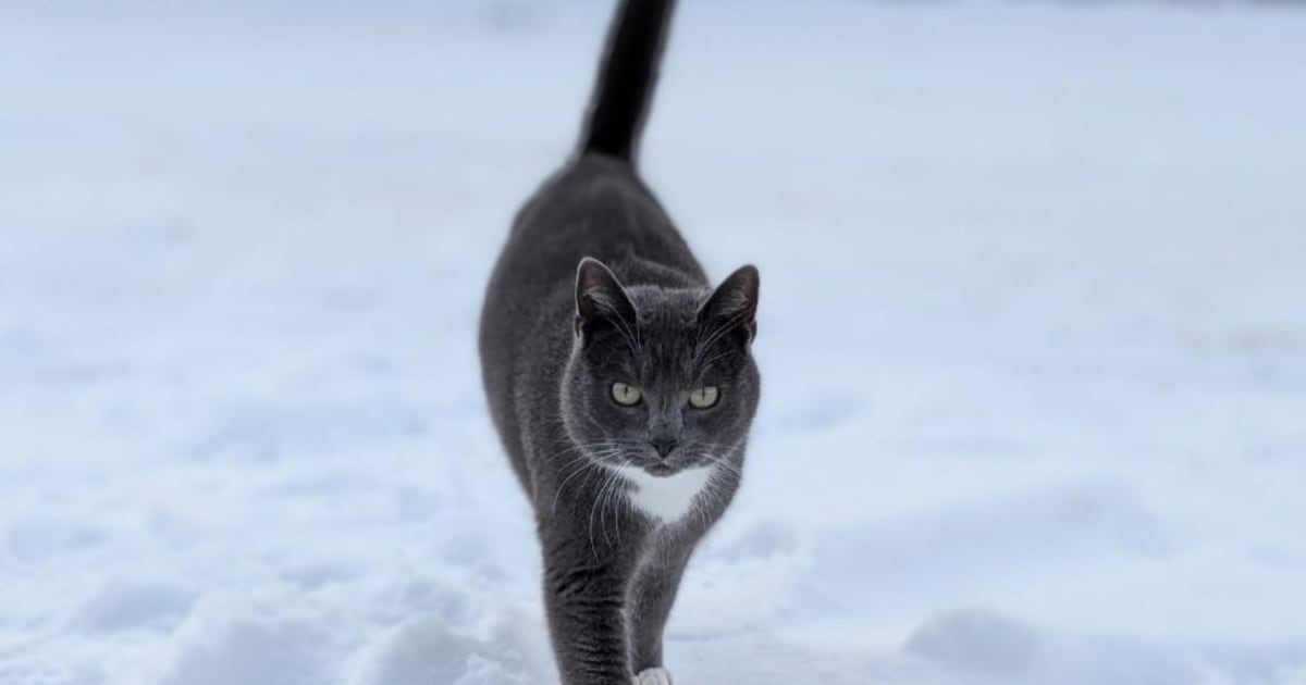 Heb jij Callisto of Gijs gezien? Deze twee huisdieren worden in Borger-Odoorn vermist