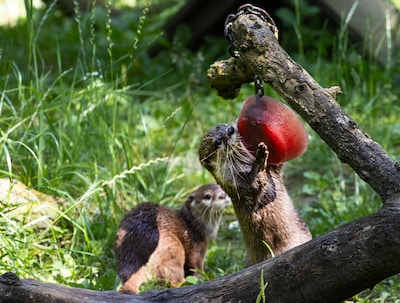 Image related to the article