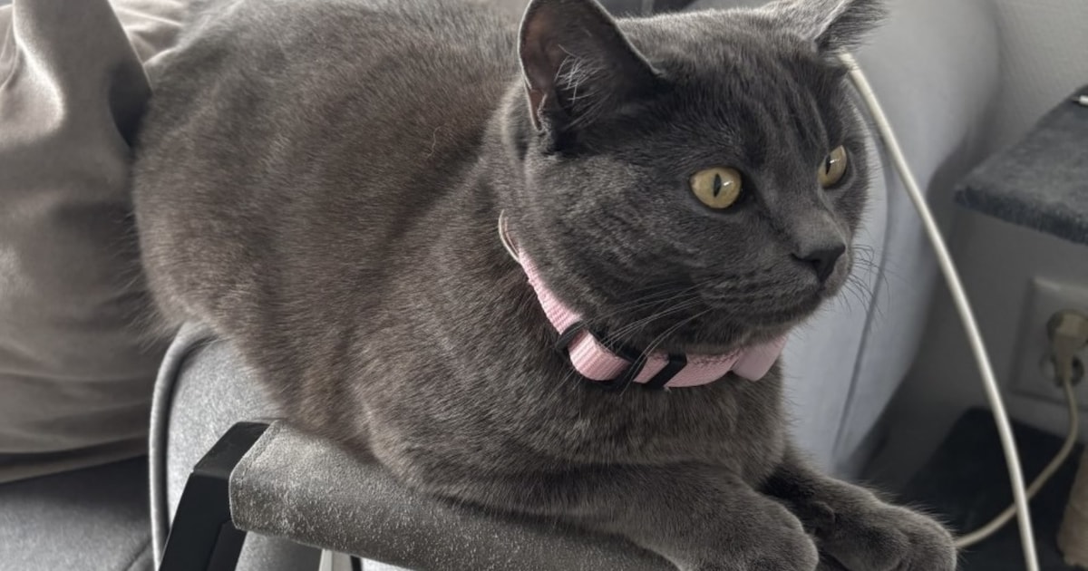 Heb jij Mowie, Kleine of Minnosh gezien? Deze vier huisdieren worden in Eemsdelta vermist