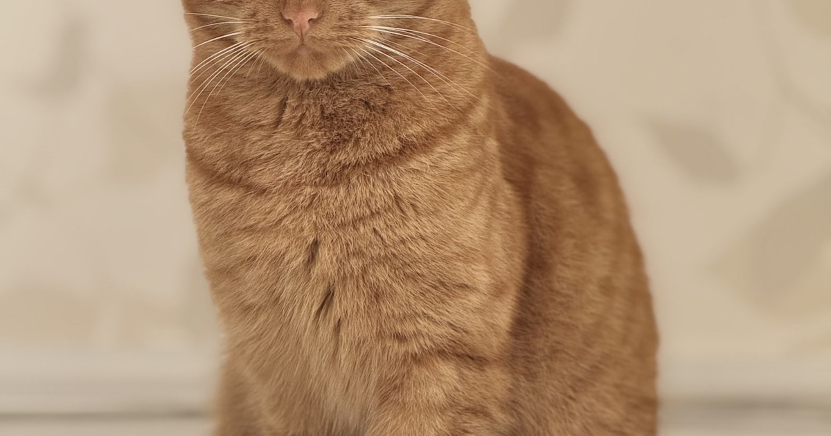 Heb jij PeeWee of Koda gezien? Deze twee huisdieren worden in Almere vermist