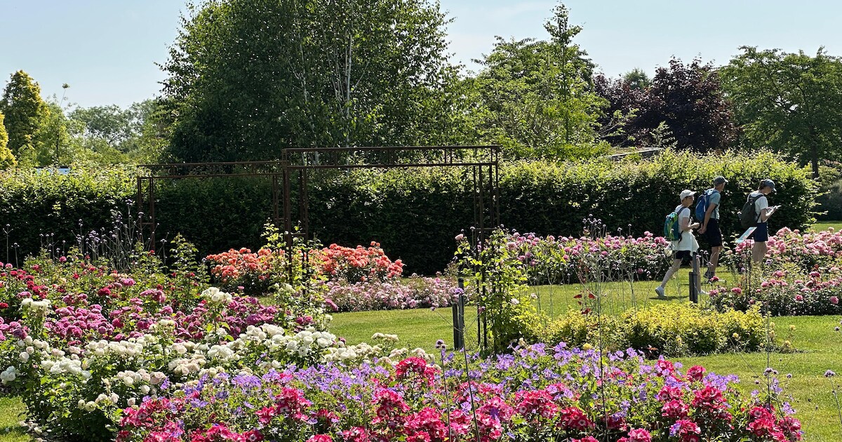 Rozenfestival in Appeltern | West Maas en Waal
