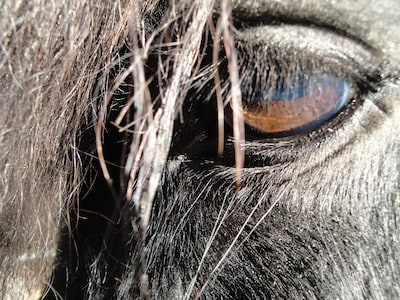 IJslandse paarden spotten op de Veluwezoom