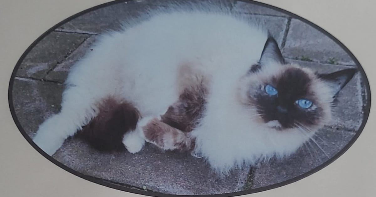 Heb jij Fleur gezien? Dit huisdier wordt in Veendam vermist