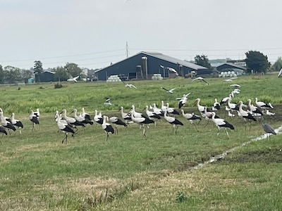 Alle ooievaars verzamelen: vogels gaan op trek naar Afrika en duiken nu massaal op in de regio