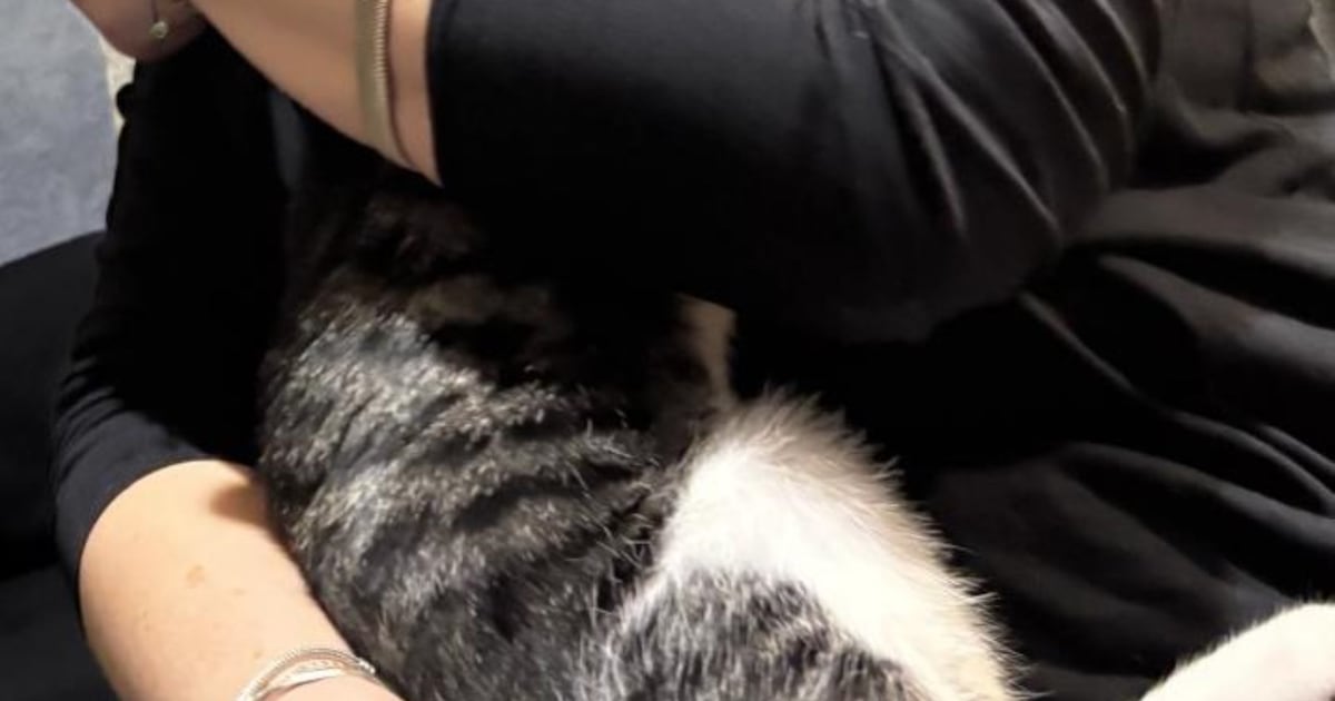 Heb jij Banjo of Sunny gezien? Deze twee huisdieren worden in Halderberge vermist