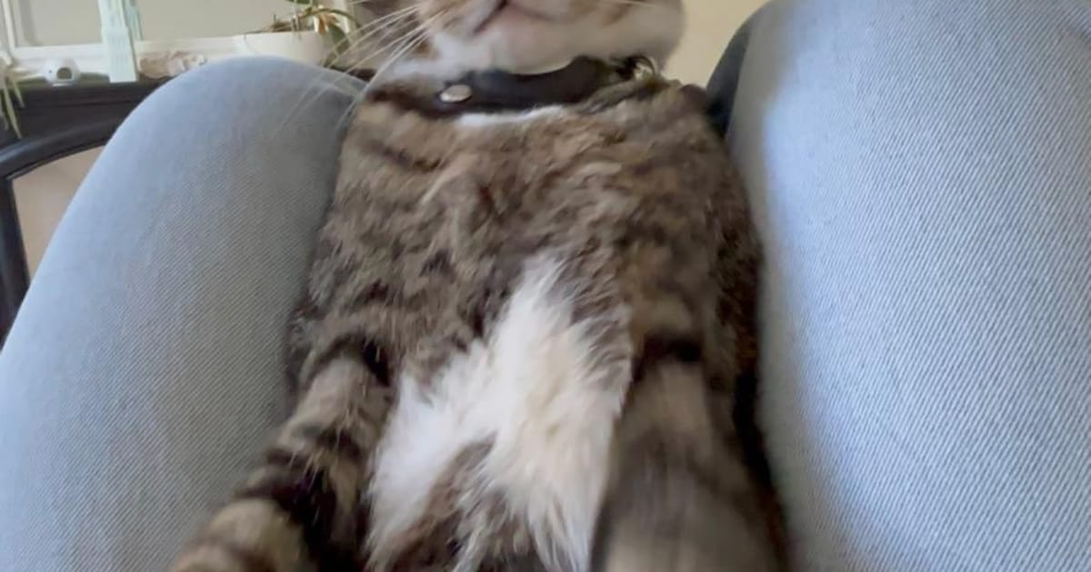 Heb jij Kobi, Winston of Bob gezien? Deze 10 huisdieren worden in Utrecht vermist