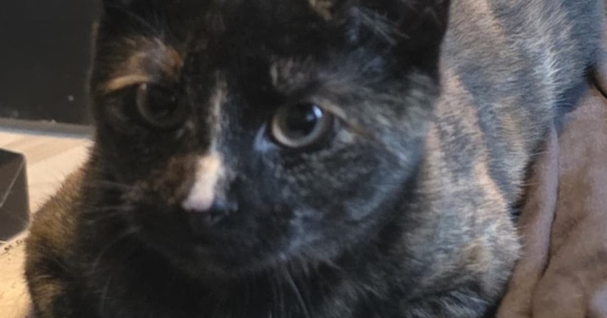 Heb jij Isa gezien? Dit huisdier wordt in Scherpenzeel vermist