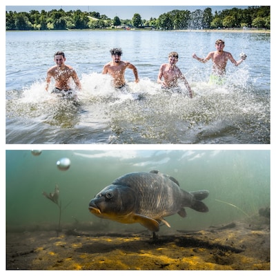 Joekel van een snoek, ratten en een koeienkop: dit zijn jullie ervaringen met zwemmen in open water