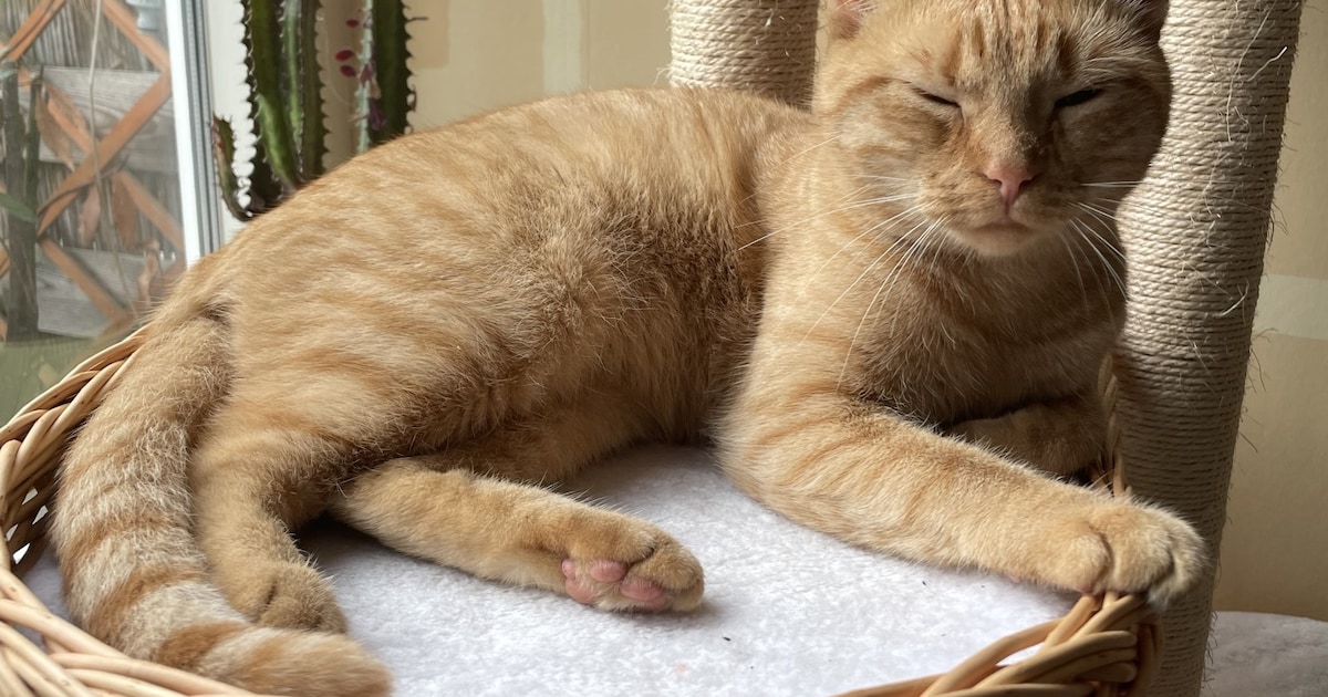 Heb jij Bowie of Tommy gezien? Deze twee huisdieren worden in Diemen vermist
