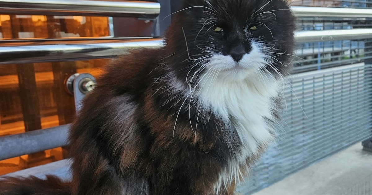 Heb jij Jip gezien? Dit huisdier wordt in Maassluis vermist