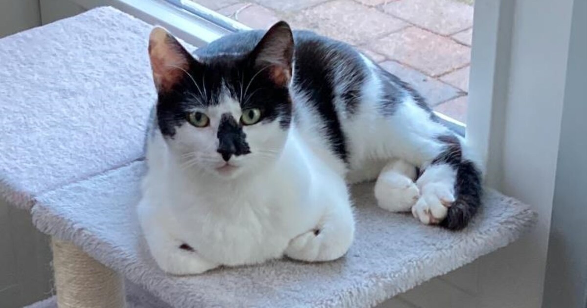 Heb jij Pietje of Fenny gezien? Deze twee huisdieren worden in Aalten vermist