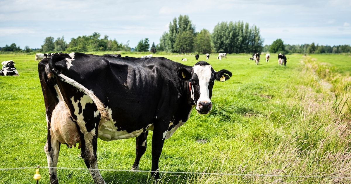 Strenge regels stikstofuitstoot bij Nieuwkoopse Plassen niet van de baan