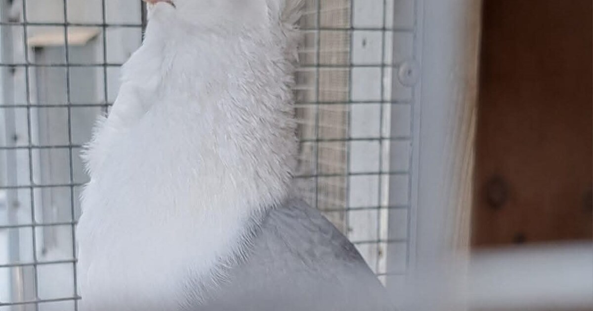 Heb jij Miep gezien? Dit huisdier wordt in Dinkelland vermist