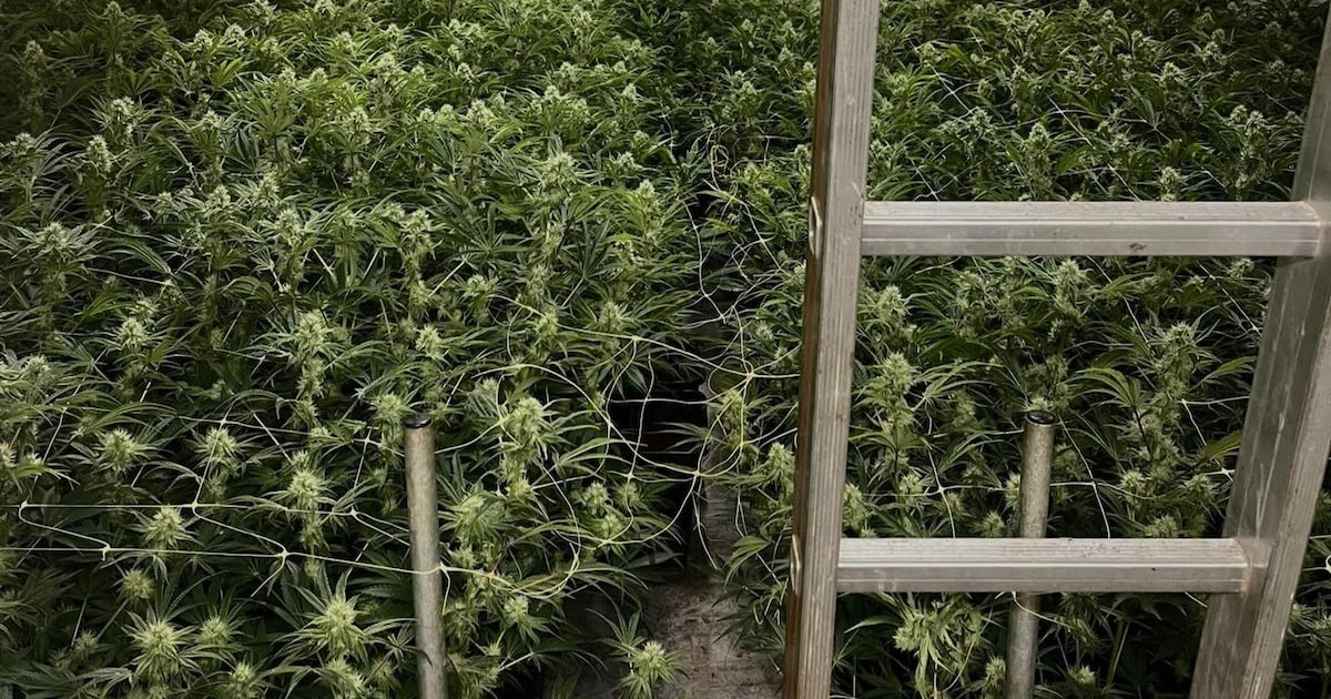 Hennepkwekerij met 210 planten ontdekt in bedrijfspand Venlo
