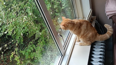 Heb jij Gucci bella, Dodo of Vonkje gezien? Deze drie huisdieren worden in Eindhoven vermist