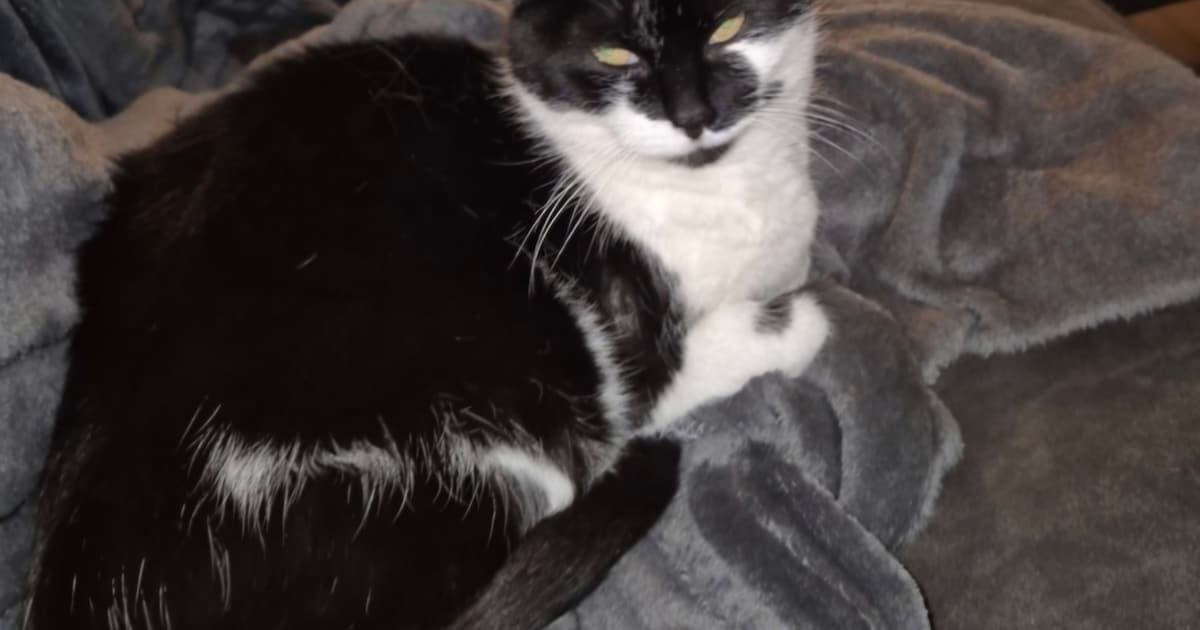 Heb jij Kamiel, Betsy of Jopie gezien? Deze drie huisdieren worden in Maastricht vermist