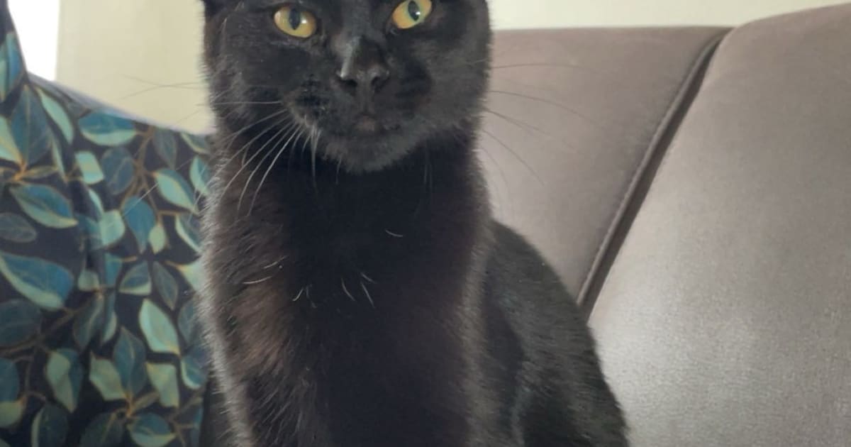 Heb jij Puck gezien? Dit huisdier wordt in Opsterland vermist