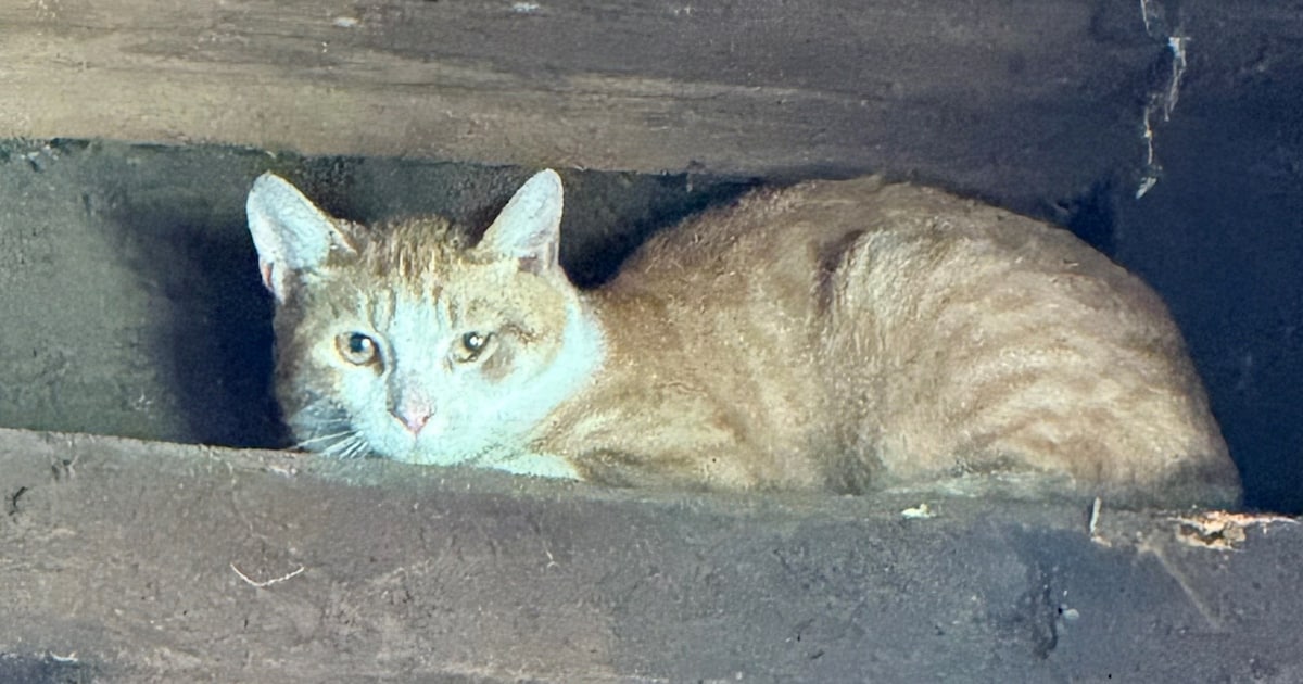 Heb jij Madeliefje, Beer of Gizmo gezien? Deze drie huisdieren worden in Goes vermist