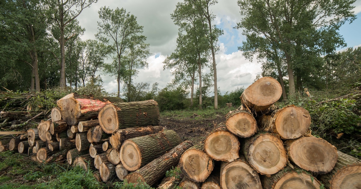 Hij was eindelijk ingeloot voor het brandhout, toch zegt hij nee
