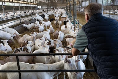 Jan wil windenergie voor zijn geiten, maar het duurt wel heel lang voor dat ene papiertje er is
