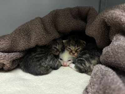 Dierenbescherming in Amersfoort gaat katten en knaagdieren uit Almere opvangen