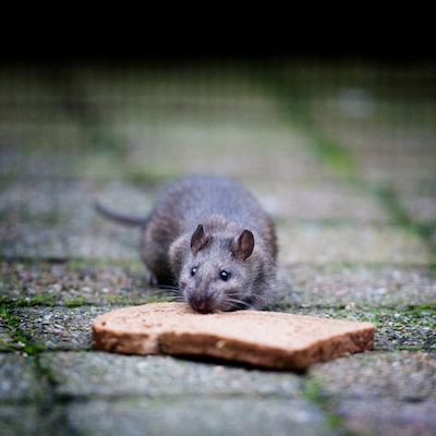 Zucht Nederland onder een rattenplaag? ‘Rat heeft ook een functie’
