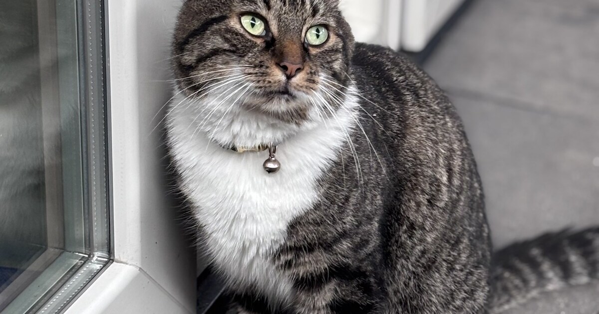 Heb jij Fred(tje) gezien? Dit huisdier wordt in Halderberge vermist