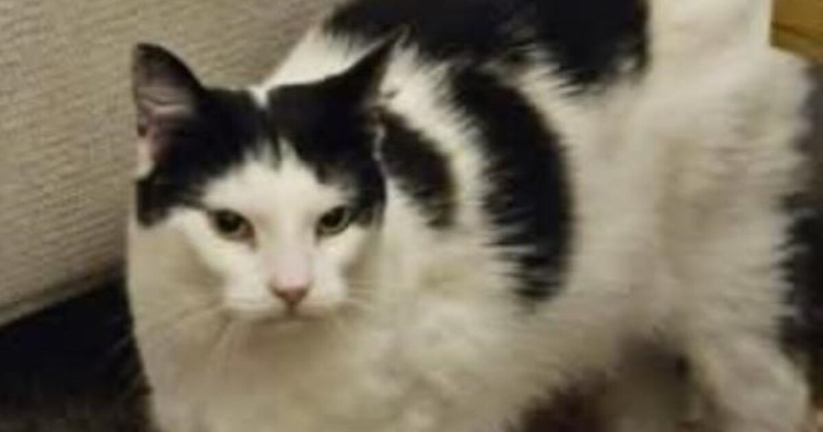 Heb jij Spot gezien? Dit huisdier wordt in Zeewolde vermist